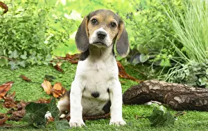 CHIOT BEAGLE