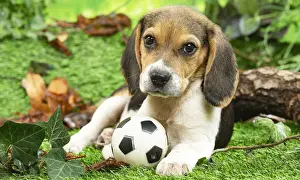 CHIOT BEAGLE