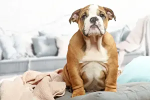 CHIOT BULLDOG ANGLAIS