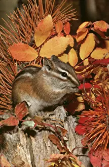 Orange Prints: Least Chipmunk CLA 525 In Autumn Eutamius minimus © Mary Clay / ARDEA LONDON