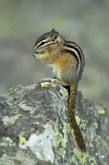 Least Chipmunk - Portrait, sitting on rock eating