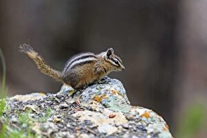 Images Dated 15th June 2013: Least Chipmunk - on rocks - Lower Falls Yellowstone