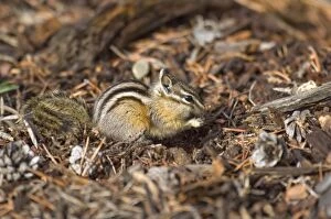 Images Dated 24th September 2007: Least Chipmunk Sitting up eating seed Yellowstone NP. USA