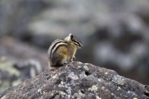 Least Chipmunk - Side view sitting on rock