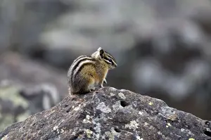 Least Chipmunk Side view sitting on rock Yellowstone NP. USA