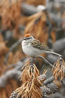 Chipping Sparrow