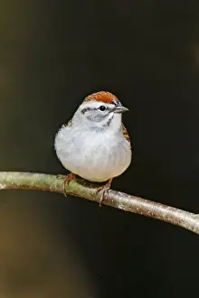 Chipping Sparrow