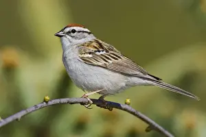 Chipping Sparrow Connecticut, USA