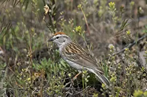 Leesonphoto Prints: Chipping Sparrow - on ground - Western U. S. - Summer _D3C4336