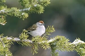 Chipping SPARROW - perched snow covered branch