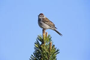 Chipping Sparrow - singing Yellowstone National