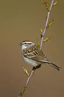 Chipping Prints: Chipping Sparrow on territory in spring. CT in April. USA