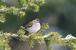 Images Dated 7th August 2008: Chipping Sparrow Western USA