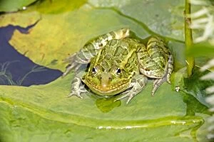 Images Dated 3rd July 2009: Chiricahua Leopard Frog