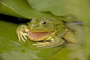 Swallowing Prints: Chiricahua Leopard Frog / Ramsey Canyon Leopard Frog - swallowing its shed skin - Arizona - USA - IUCN vulnerable