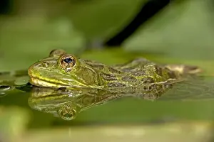 Chiricahua Leopard Frog (Rana chiricahuensis) - Arizona - USA - Also known as Ramsey Canyon Leopard Frog (Rana subaquavocalis) - IUCN vulnerable - Protected under Arizona state law - Declining populations due to habitat loss