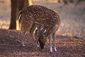 Chitals Prints: Chital caring for a new born, Ranthambore National Park, India