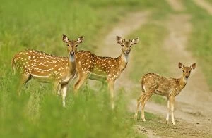 Chital females and young