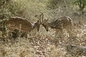 Chitals Prints: Chital - fighting Bandhavgarh NP, India Order: Artiodactyla Fm: Cervidae