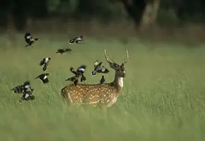 Chitals Prints: Chital Spotted / Axis Deer With flock of Common Mynas (Acridotheres tristis) Corbett National Park
