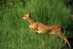 Chital Spotted / Axis Deer Leaping through grass Corbett National Park, India