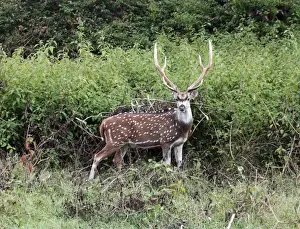 Chitals Prints: Chital / Spotted Deeer/ Axis Deer. India & Sri Lanka (introduced to New Zealand). Stag