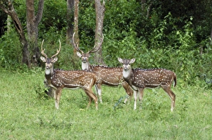 Images Dated 18th September 2006: Chital / Spotted Deeer / Axis Deer. India & Sri Lanka (introduced to New Zealand). Stags and hind