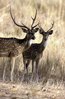 Chitals Prints: Chital / Spotted Deer - Bandhavgarh National Park India
