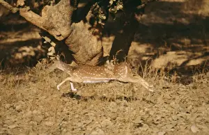 Chitals Prints: Chital / Spotted Deer CB 94 Ranthambhore National Park india Axis axis © Chris Brunskill / ARDEA LONDON