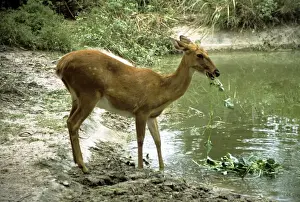 Chitals Prints: Chital / Spotted Deer - eating