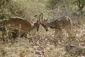 Chital / Spotted Deer - fighting