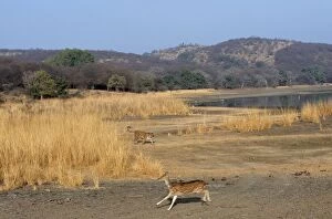 Images Dated 9th November 2004: Chital / Spotted Deer Fleeing from Bengal / Indian Tiger. Ranthambore National Park, India