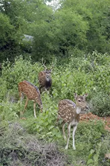 Chitals Prints: Chital / Spotted Deer India