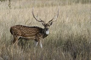 Images Dated 3rd May 2003: Chital / Spotted Deer - Order: Artiodactyla Family: Cervidae Sub-Family: Cervinae Bandhavgarh N.P