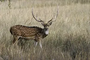 Chitals Prints: Chital / Spotted Deer - Order: Artiodactyla Family: Cervidae Sub-Family: Cervinae Bandhavgarh N