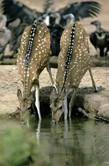Chital / Spotted Deer - Rajasthan India