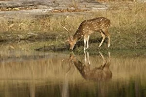Chital / Spotted Deer - stag drinking at water