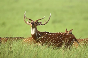 Images Dated 22nd May 2007: Chital / Spotted Deer - vocalising / alarm call Corbett National Park, Uttaranchal, India