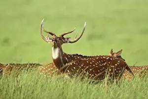 Chitals Prints: Chital / Spotted Deer - vocalising / alarm call Corbett National Park, Uttaranchal, India