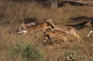 Chitals Prints: Chital / Spotted Deers leaping, Kanha National Park, India