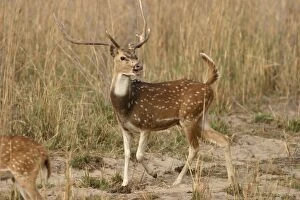 Images Dated 4th May 2003: Chital - stag calling Bandhavgarh NP, India Order:Artiodactyla Fm: Cervidae