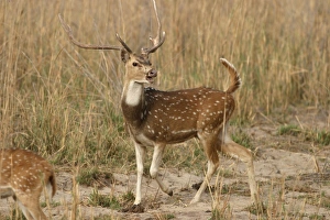 Images Dated 4th May 2003: Chital - stag calling Bandhavgarh NP, India Order:Artiodactyla Fm: Cervidae