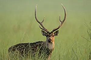 Chitals Prints: Chital stag, Corbett National Park, India