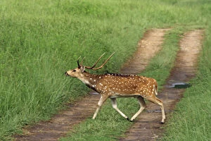 Stag Gallery: Chital Stag crossing the track, Corbett