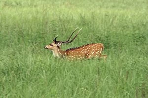 Chital stag in the grassland