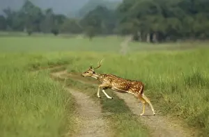 Chitals Prints: Chital stag leaping, Corbett National Park, India