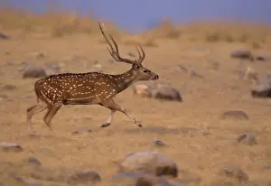 Chitals Prints: Chital Stag on the move, Corbett National Park, India