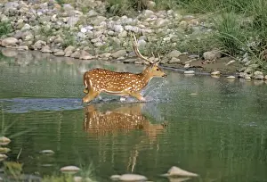 Chitals Prints: Chital Stag - in river Ramganga, Corbett National Park, India
