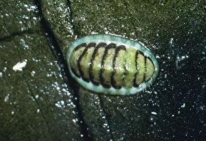 Images Dated 26th April 2005: Chiton / Coat of Mail Shell