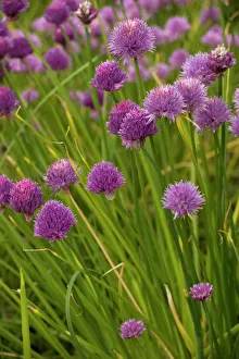 Alpine Collection: Chives (Allium schoenoprasum); rare in UK, and widely grown in herb gardens